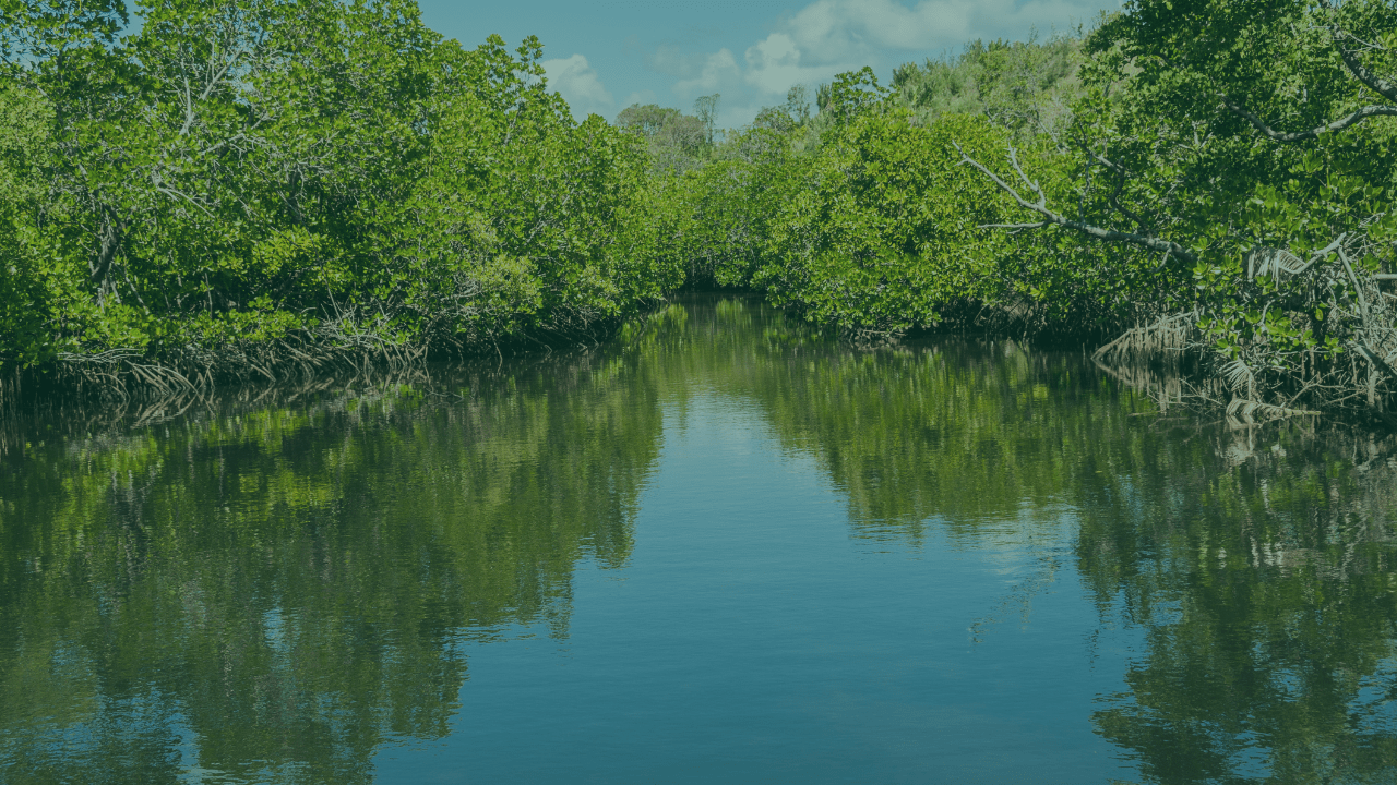 Everything But Ordinary & Carma: Creating a Greener Future